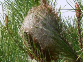 Comment Se Débarrasser Des Chenilles Processionnaires Du Pin ?